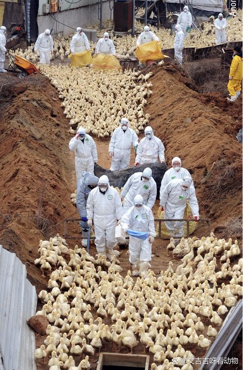 韩国通报高致病性禽流感案例，疫情规模影响达历史严重程度