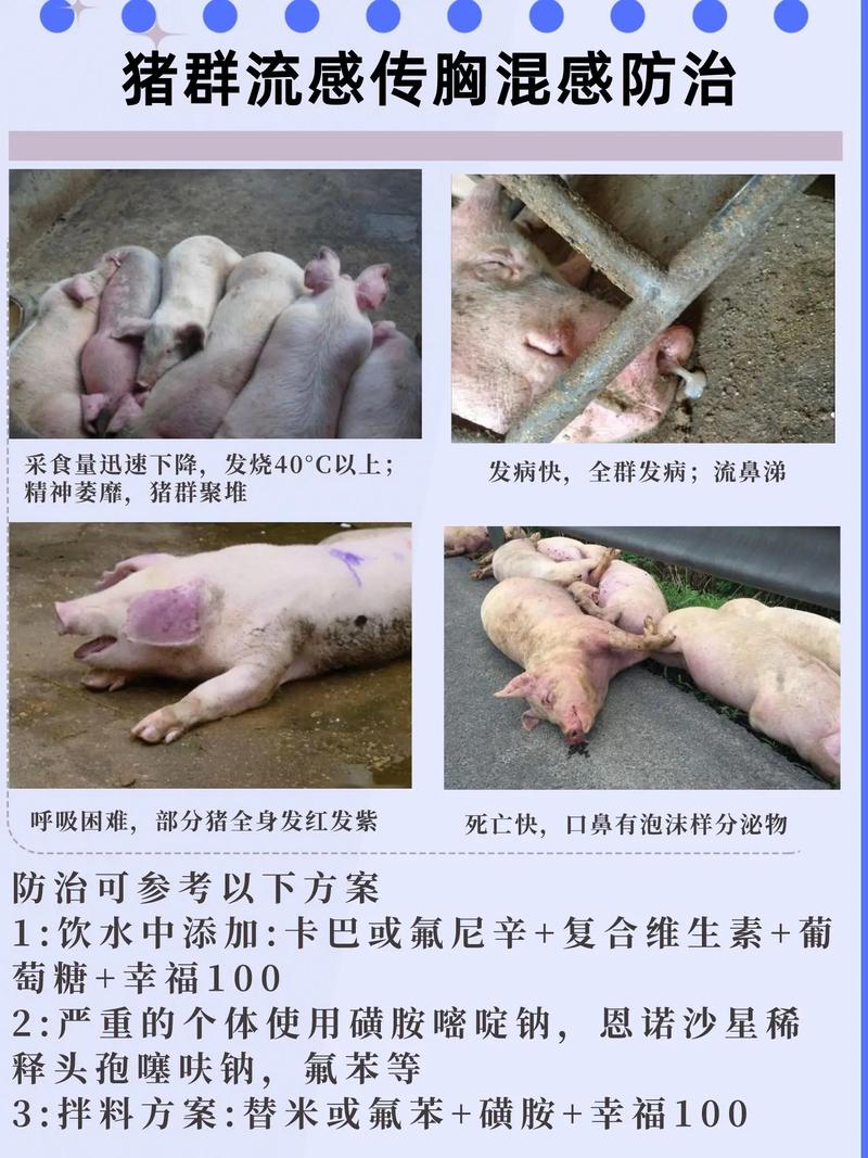 猪流感和甲型HEN1型流感的症状、传染性及人群易感性介绍